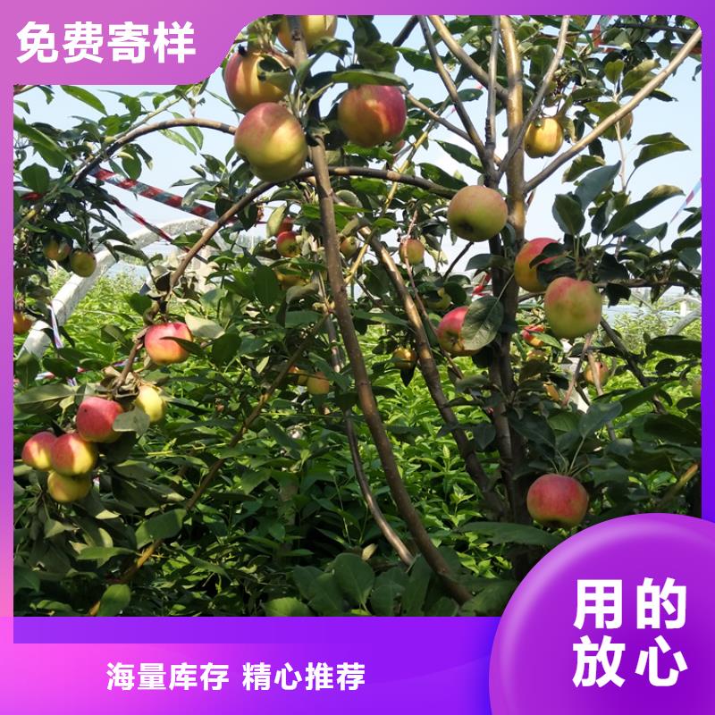 苹果 【樱桃苗】拒绝伪劣产品轩园梨树苗