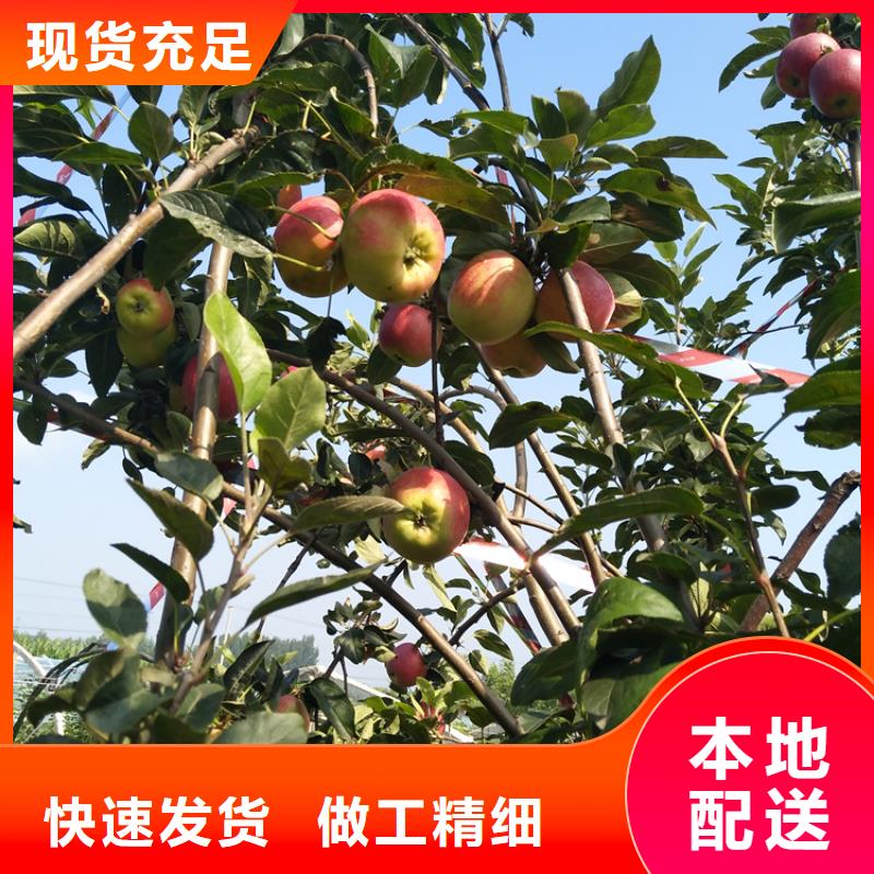 蘋果苗多少錢一棵