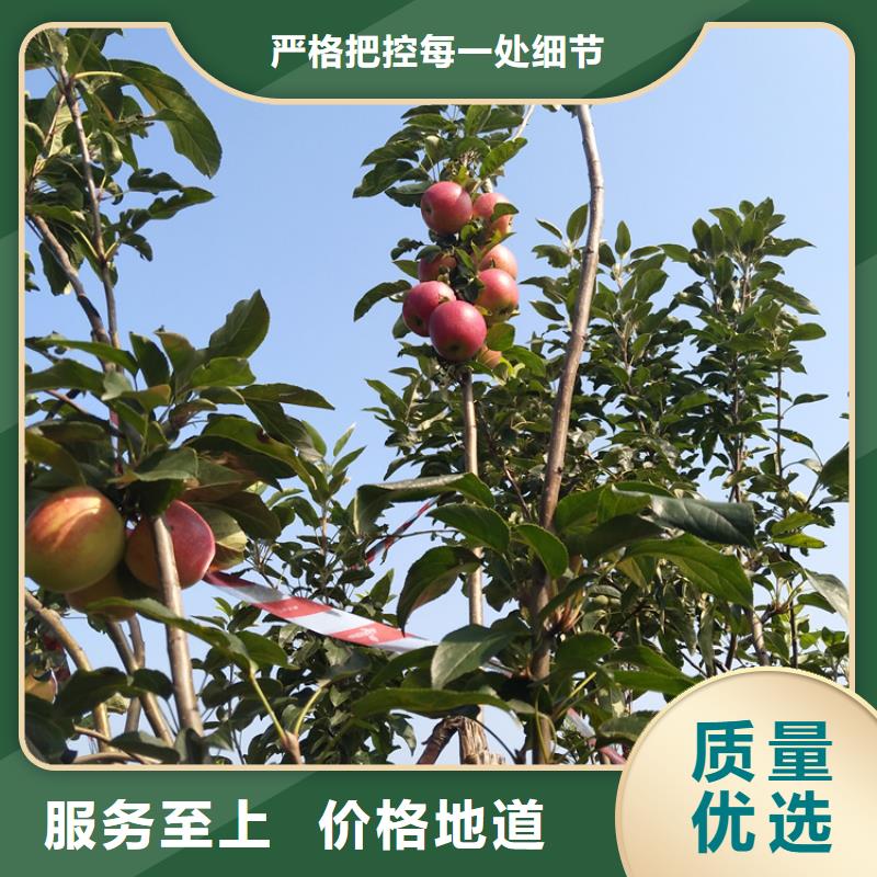 苹果葡萄苗优选厂家