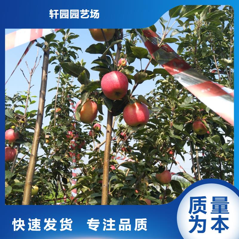 苹果,梨树苗支持定制贴心售后