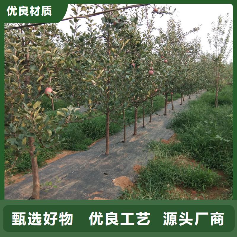 【 苹果苹果苗用心制造】覆盖范围含|细河|清河门|锦州|抚顺|本溪|鞍山|沈阳|辽阳|盘锦