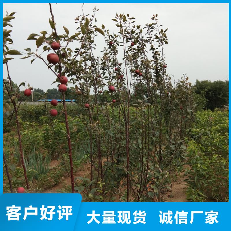 蘋果櫻桃苗源頭工廠
