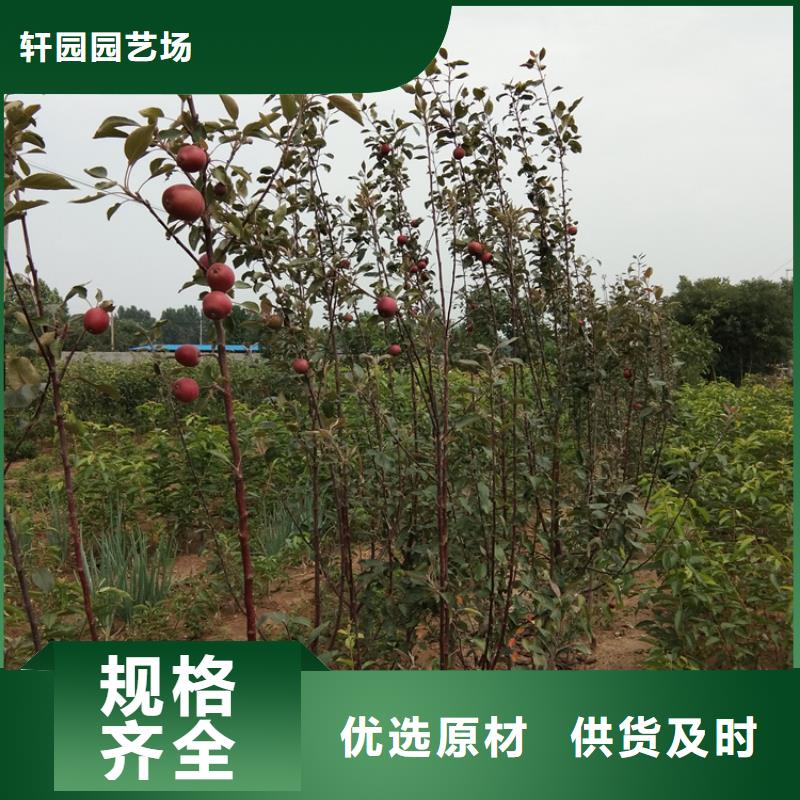 【 苹果 石榴苗真材实料加工定制】-市场覆盖|宽城|德惠|延边|吉林|四平|通化|辽源-企业旺旺