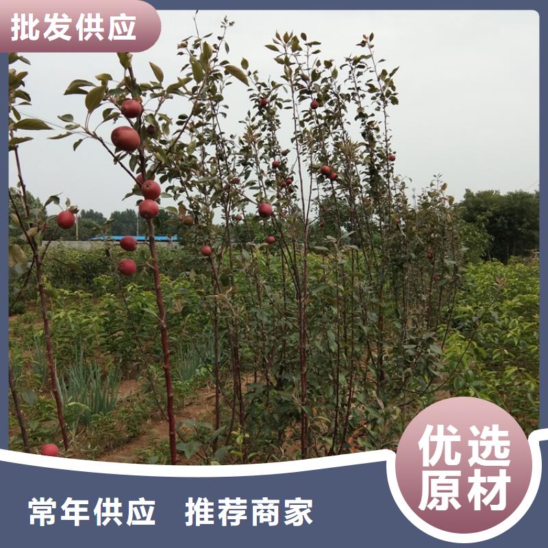 上思|防城|来宾|贵港|百色|玉林|崇左轩园苹果 【樱桃苗】拒绝伪劣产品