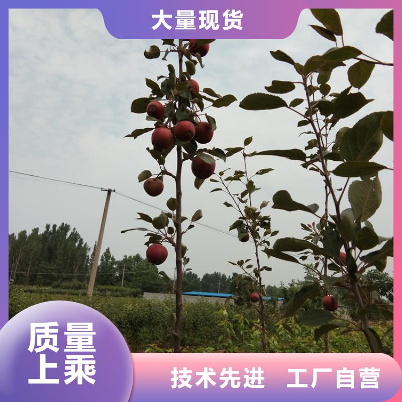 苹果苹果苗多种场景适用