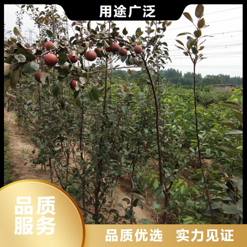 【 苹果 石榴苗真材实料加工定制】-市场覆盖|宽城|德惠|延边|吉林|四平|通化|辽源-企业旺旺