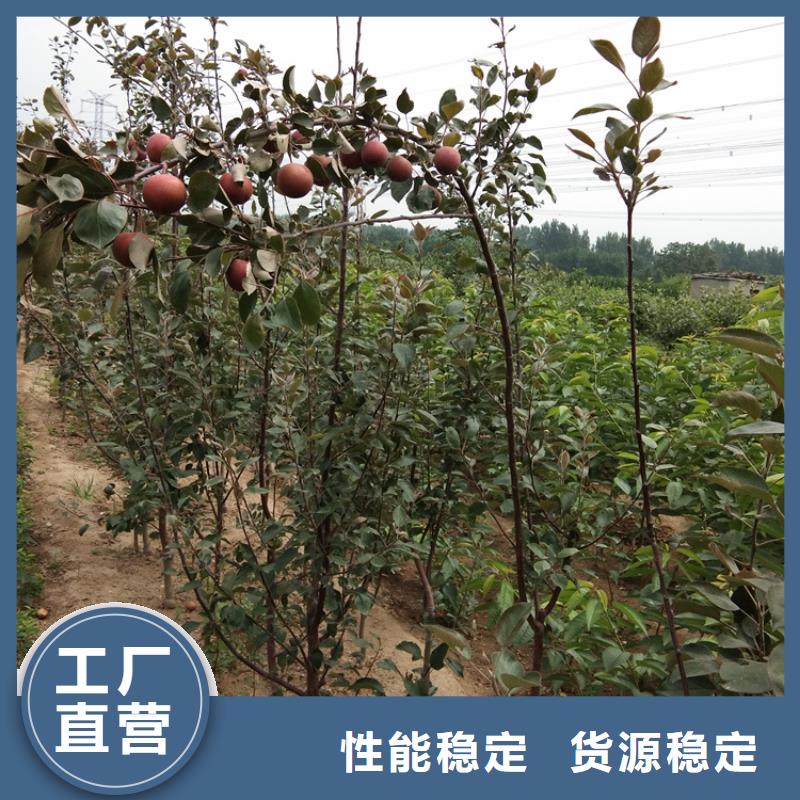 梨树苗-视频-长春市梨树苗-轩园园艺场(长春市分公司)服务区域农安|宽城|通化|四平|延边|辽源|吉林