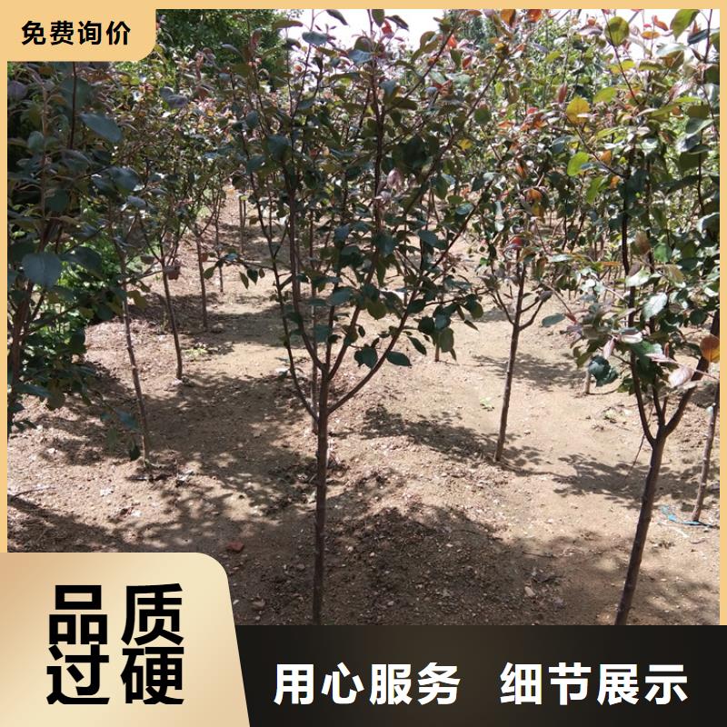 苹果,梨树苗支持定制贴心售后