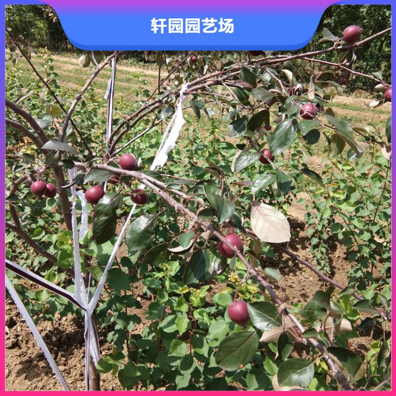 【 苹果苹果苗用心制造】覆盖范围含|细河|清河门|锦州|抚顺|本溪|鞍山|沈阳|辽阳|盘锦