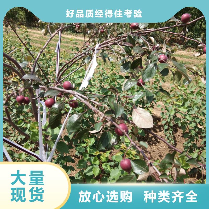 苹果,花椒苗应用领域