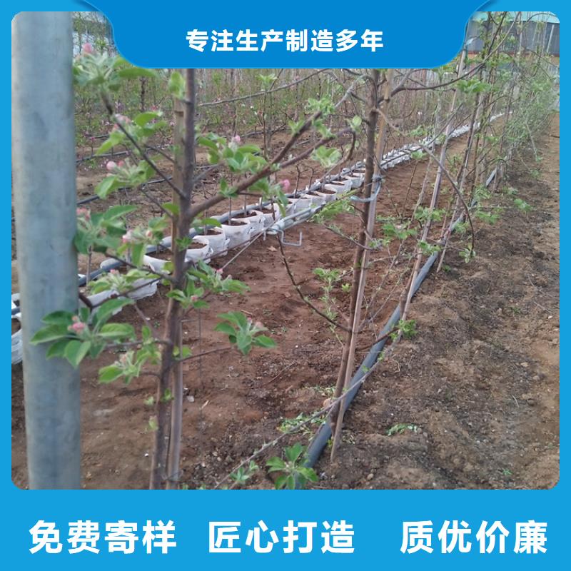苹果-苹果苗常年供应