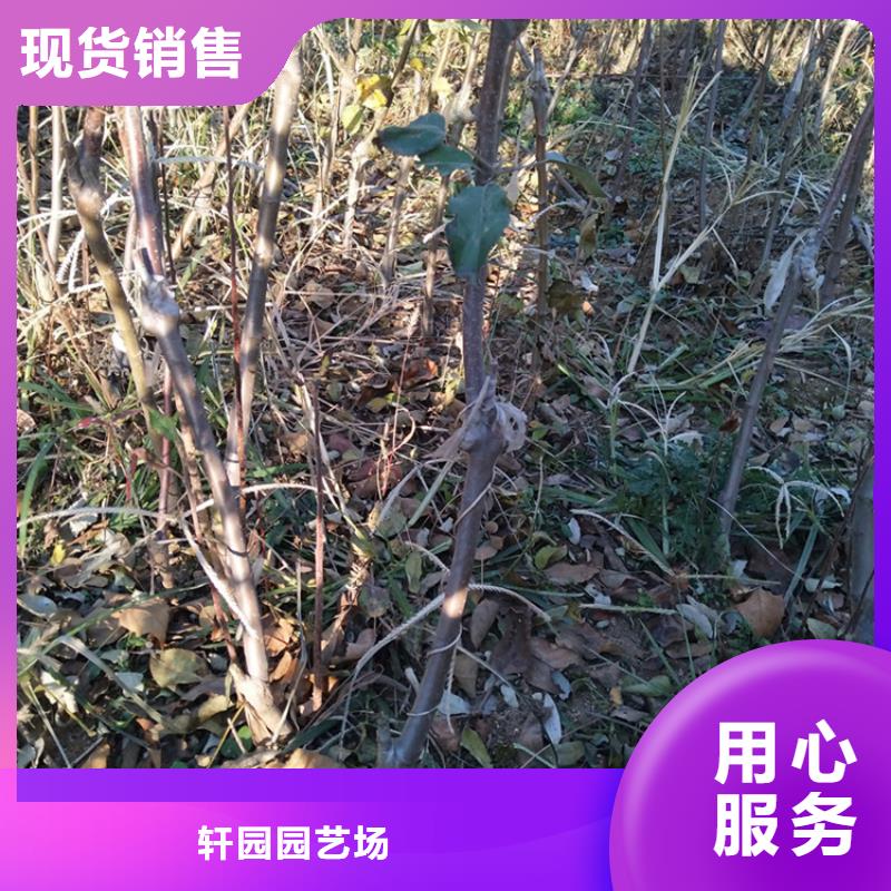 蘋果奶油草莓快速發貨