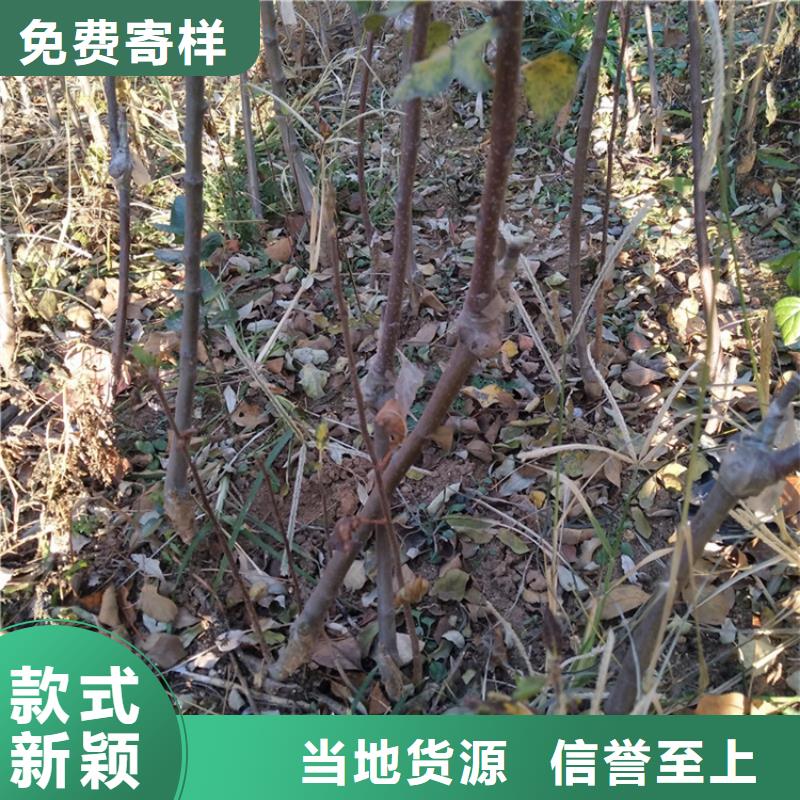 梨树苗-视频-太平|清河门|丹东|盘锦|营口|葫芦岛轩园梨树苗_ 轩园园艺场(阜新市分公司)