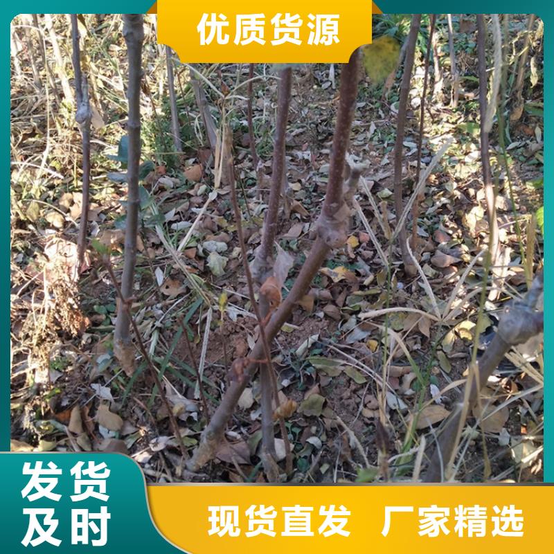 【 苹果 石榴苗真材实料加工定制】-市场覆盖|宽城|德惠|延边|吉林|四平|通化|辽源-企业旺旺