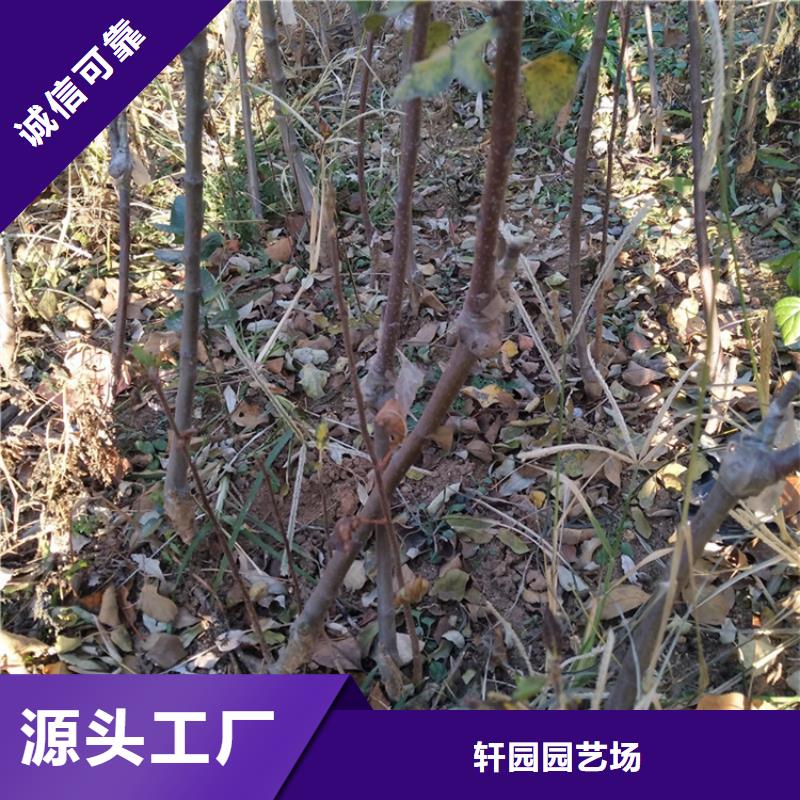 苹果,梨树苗支持定制贴心售后