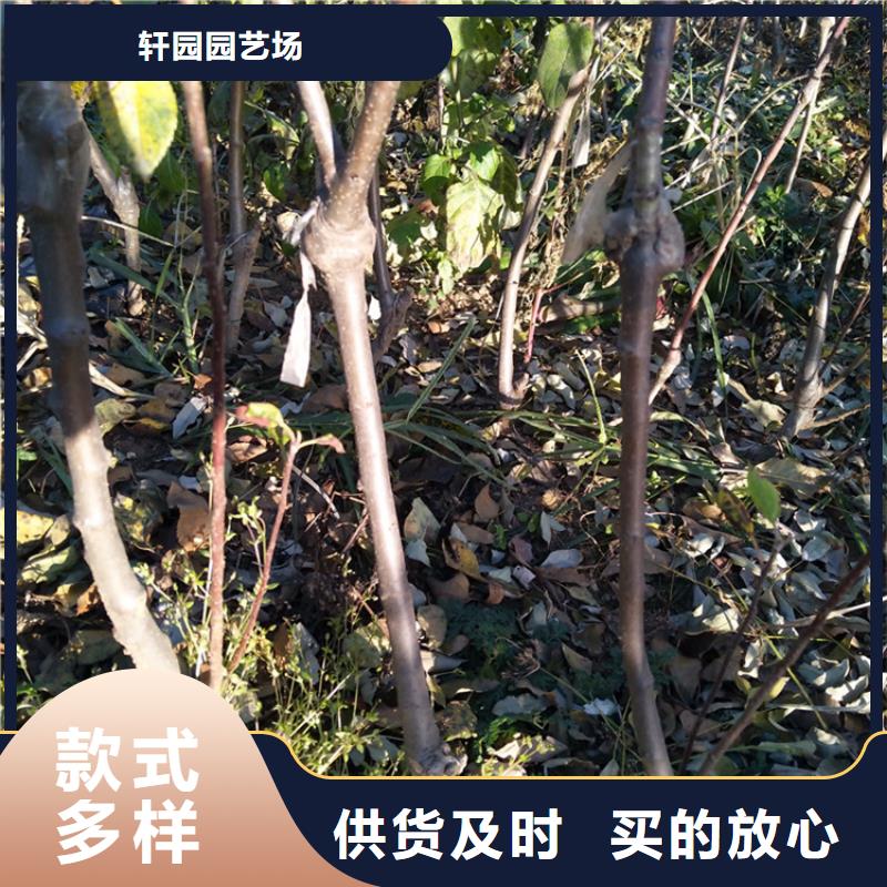 上思|防城|来宾|贵港|百色|玉林|崇左轩园苹果 【樱桃苗】拒绝伪劣产品