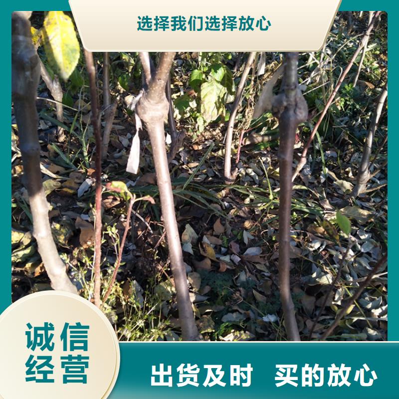 苹果苹果苗多种场景适用
