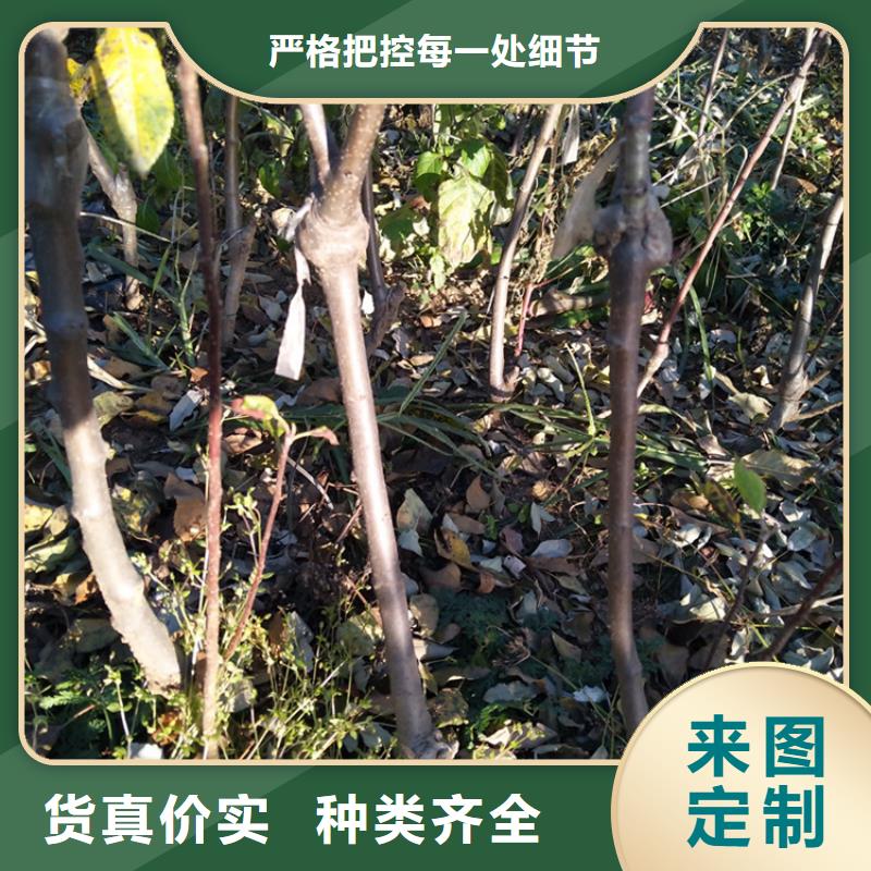 苹果-西瓜苗精心