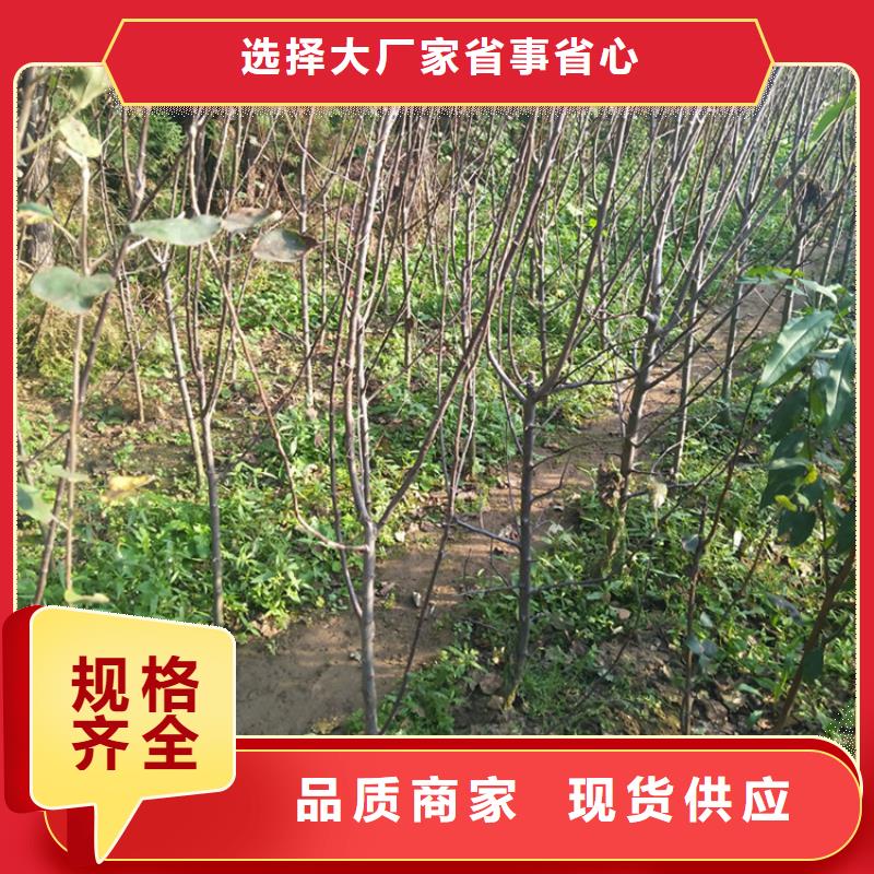 苹果-西瓜苗精心