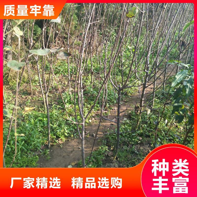 苹果【石榴树】源头厂家供应