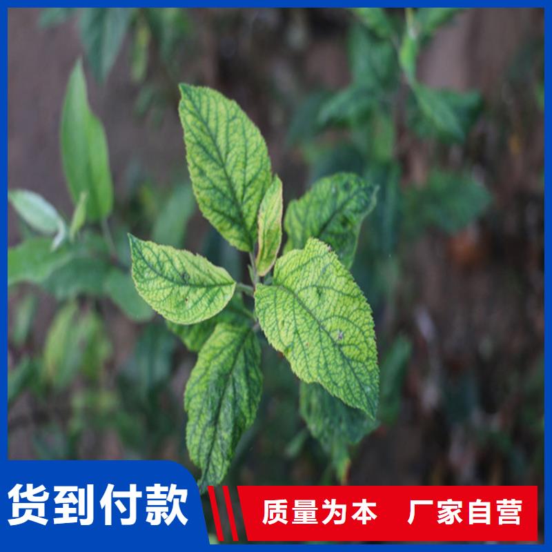 苹果苹果苗多种场景适用