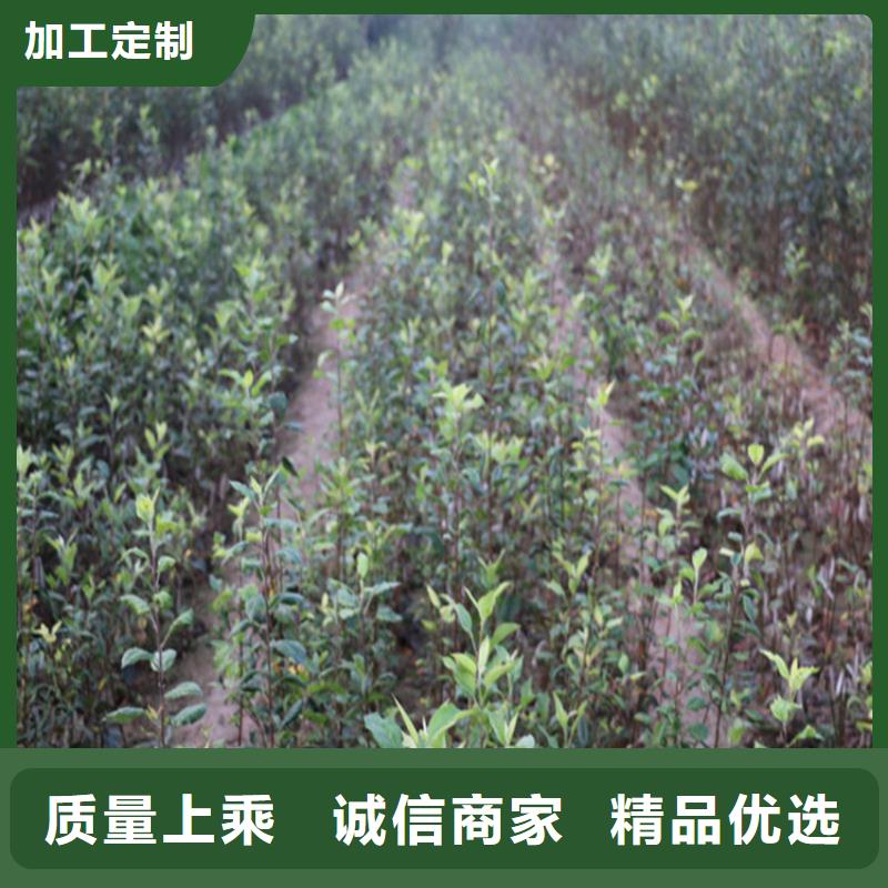 【 苹果 石榴苗真材实料加工定制】-市场覆盖|宽城|德惠|延边|吉林|四平|通化|辽源-企业旺旺