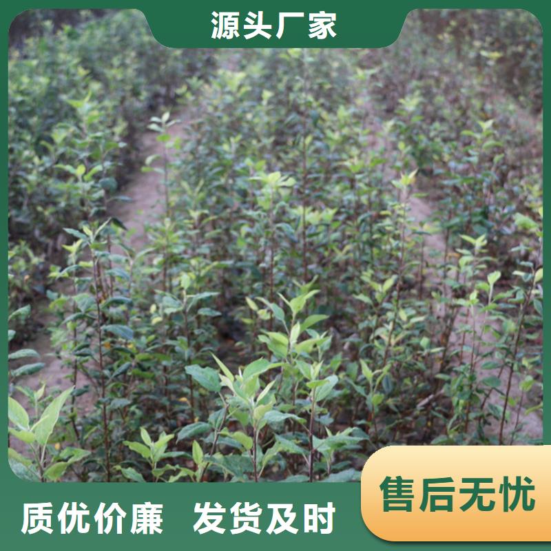 【蘋果】-桃樹苗快捷的物流配送