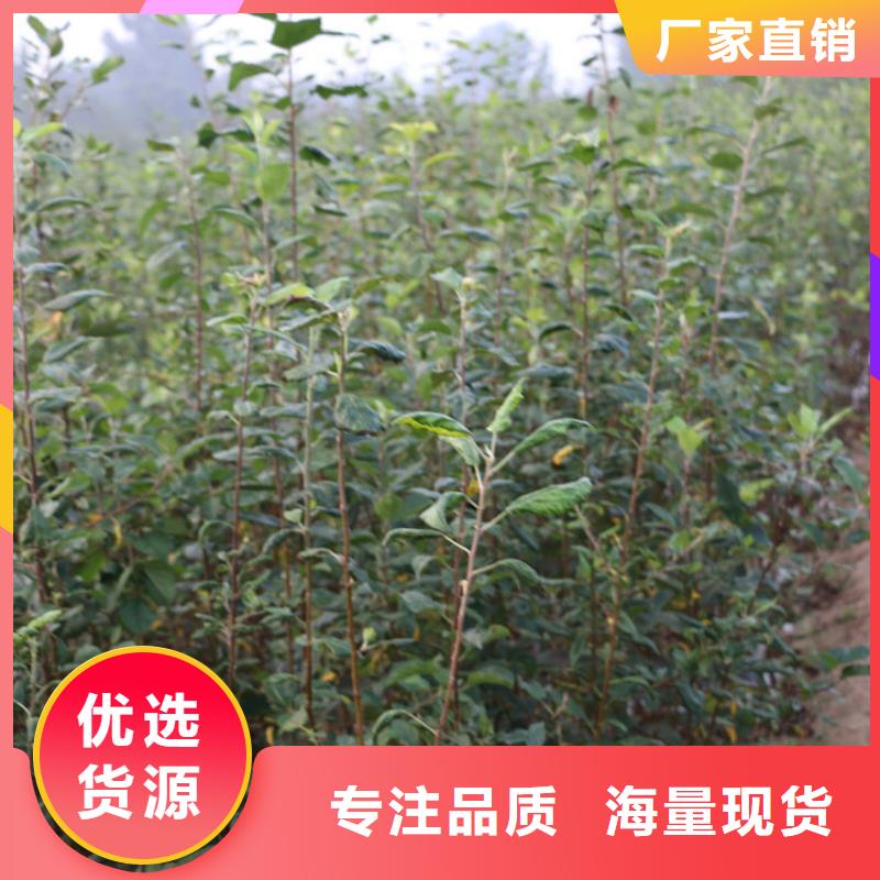 苹果奶油草莓快速发货
