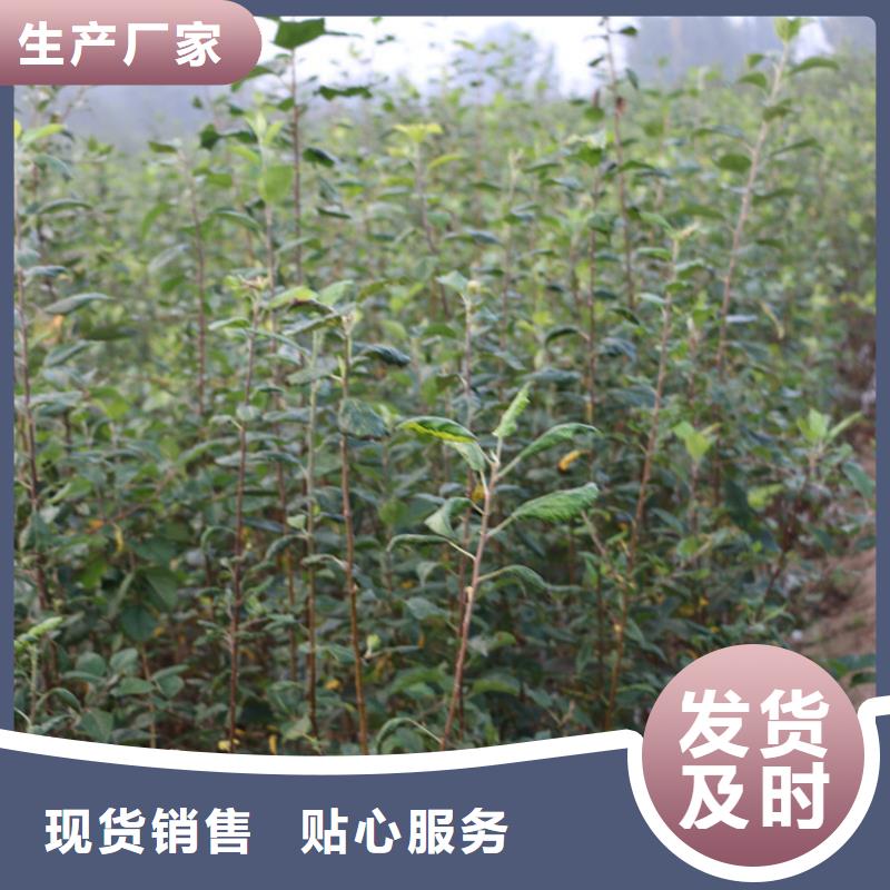 【蘋果】-桃樹苗快捷的物流配送
