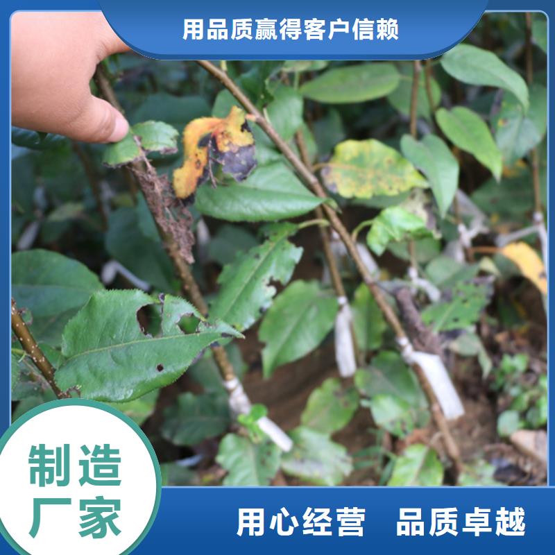 【 苹果 石榴苗真材实料加工定制】-市场覆盖|宽城|德惠|延边|吉林|四平|通化|辽源-企业旺旺