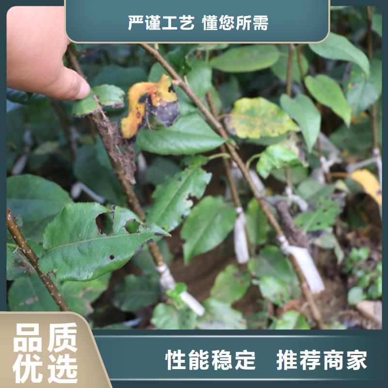 梨树苗轩园【 苹果苹果苗用心制造】