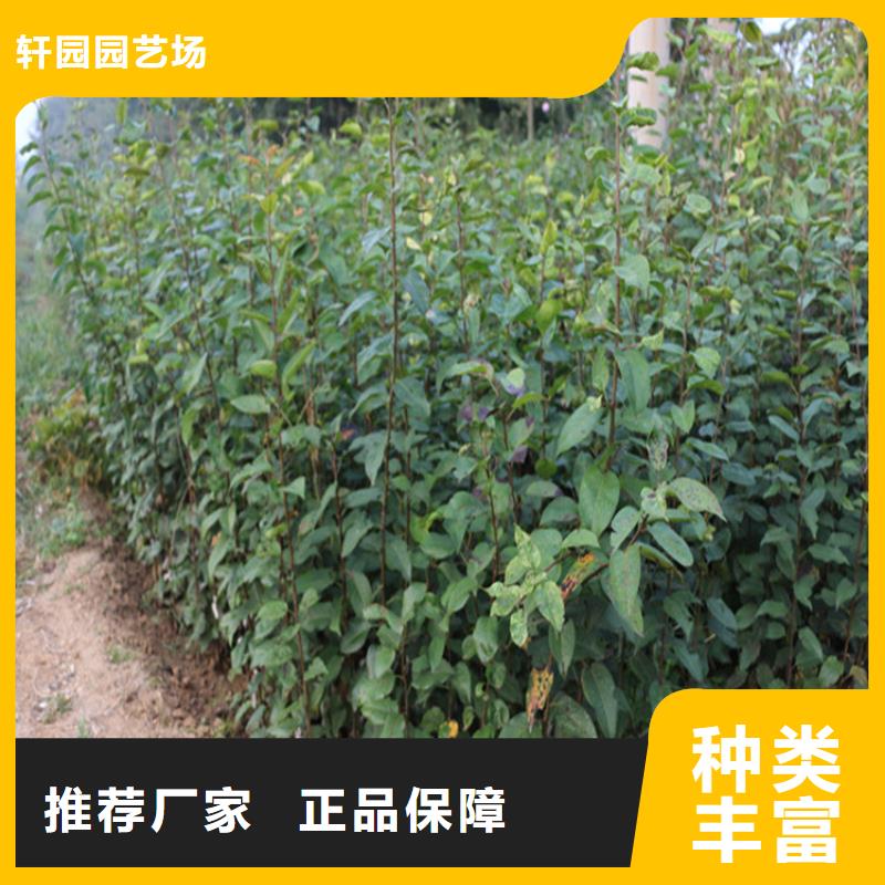 蘋果奶油草莓快速發貨