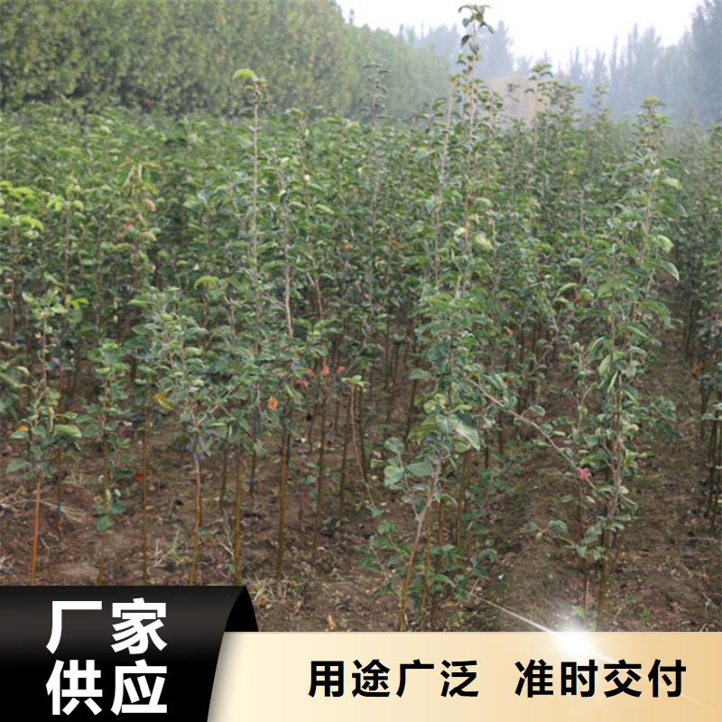 蘋果,花椒苗應用領域