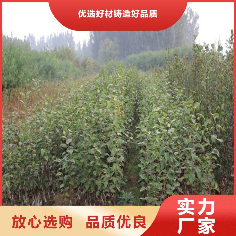 梨树苗-视频-太平|清河门|丹东|盘锦|营口|葫芦岛轩园梨树苗_ 轩园园艺场(阜新市分公司)