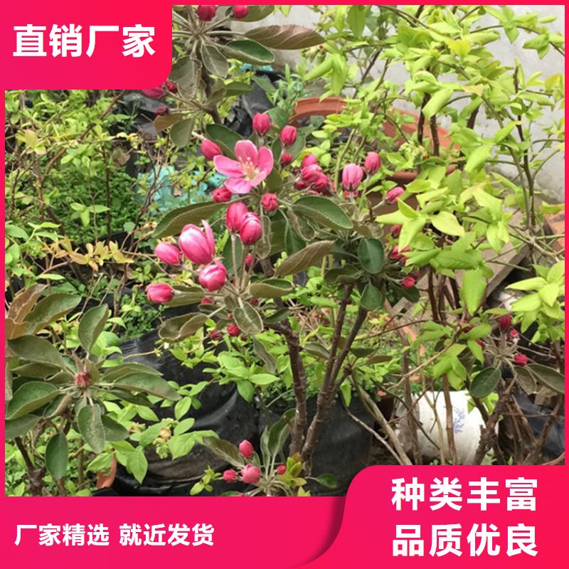 苹果 【樱桃苗】拒绝伪劣产品轩园梨树苗