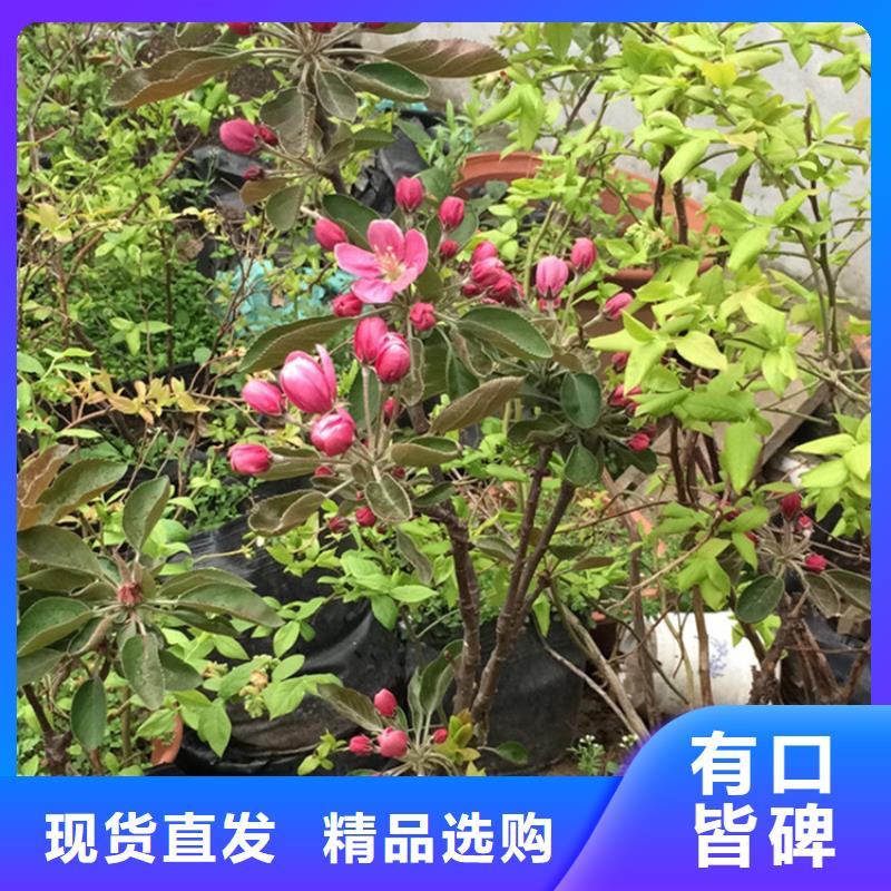 梨树苗轩园【 苹果苹果苗用心制造】