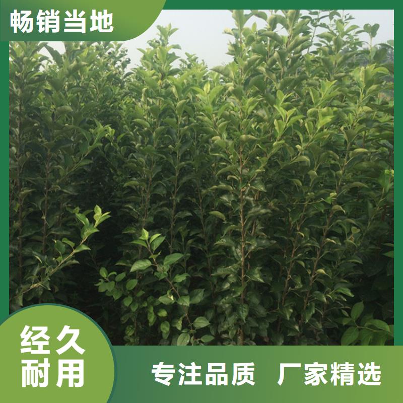 【 苹果苹果苗用心制造】-服务范围包括彰武|细河|本溪|葫芦岛|锦州|抚顺|营口|盘锦|辽阳等