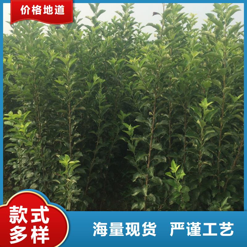 苹果-樱桃苗出厂严格质检