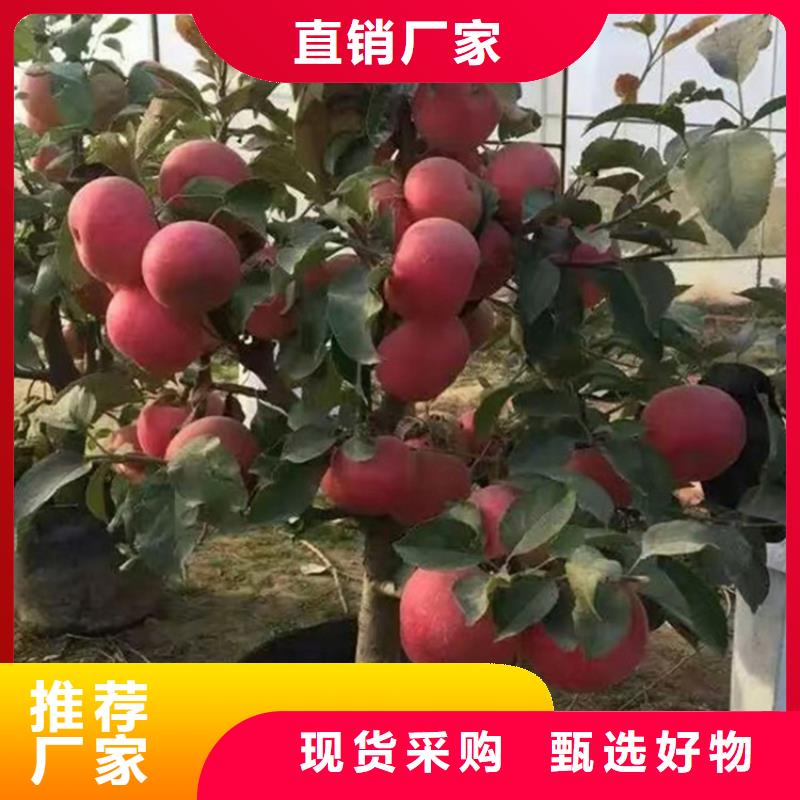苹果,樱桃苗品质不将就