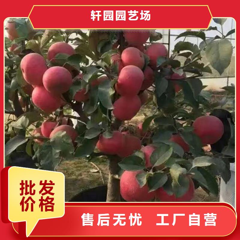 蘋果,梨樹苗支持定制貼心售后