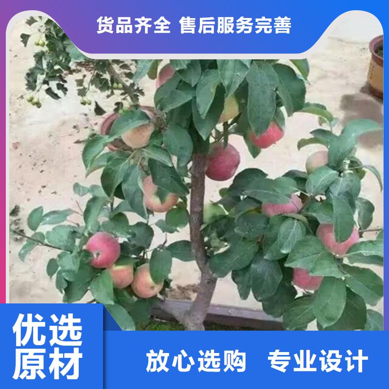 苹果葡萄苗优选厂家