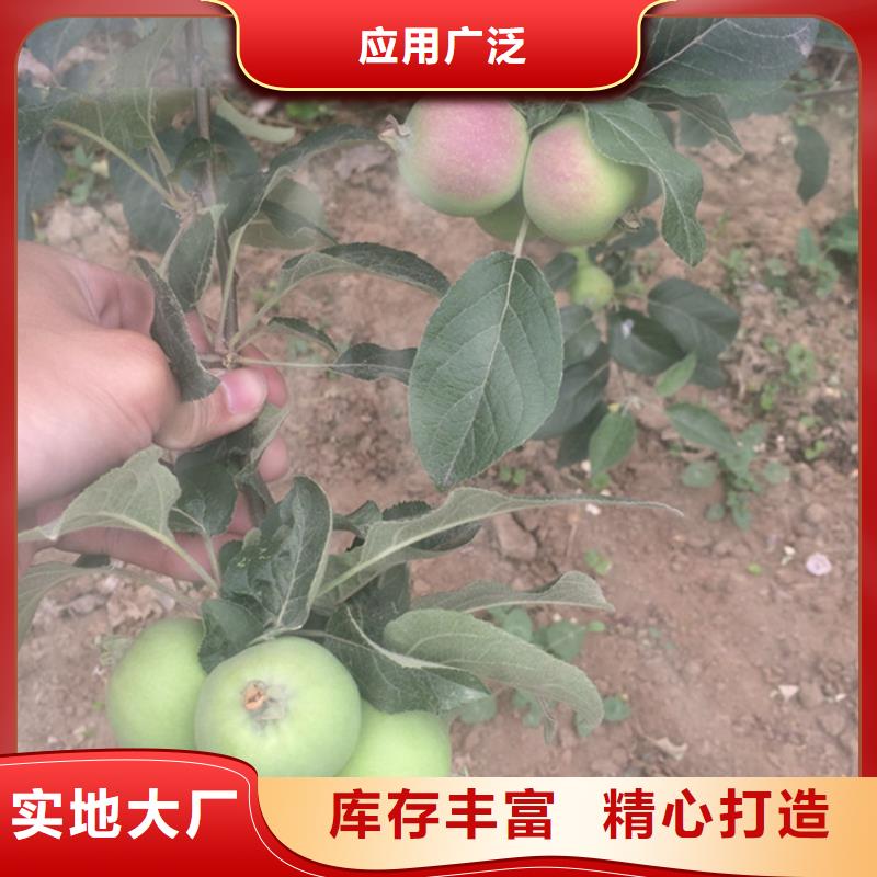 梨树苗轩园【 苹果苹果苗用心制造】