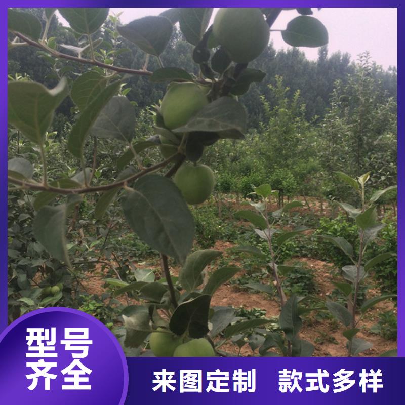 【 苹果苹果苗用心制造】-服务范围包括彰武|细河|本溪|葫芦岛|锦州|抚顺|营口|盘锦|辽阳等