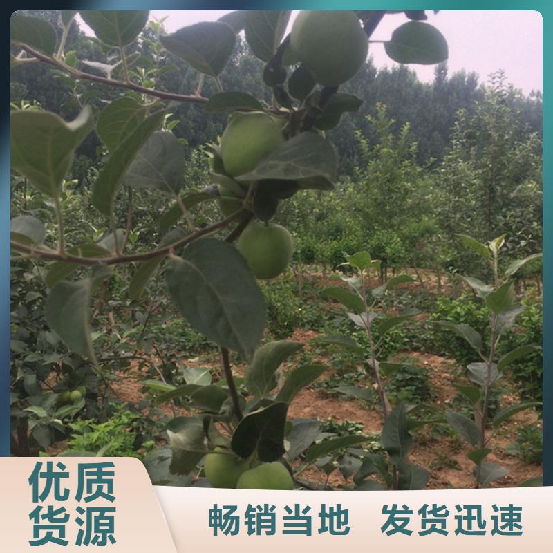 苹果,梨树苗支持定制贴心售后