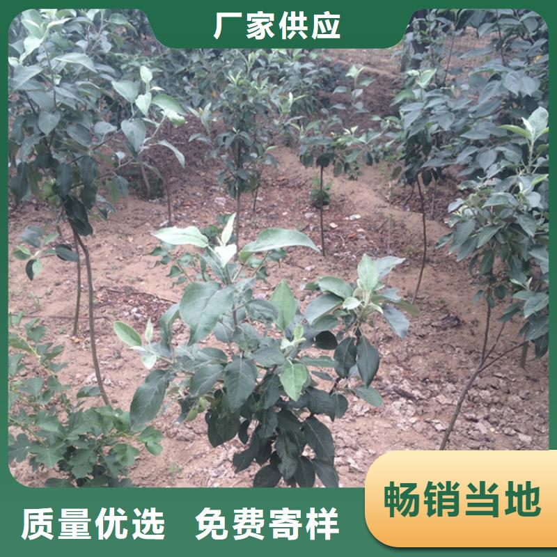 梨树苗轩园【 苹果苹果苗用心制造】