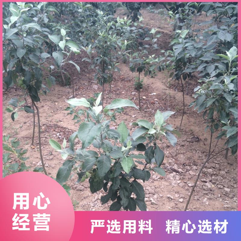 苹果,梨树苗支持定制贴心售后