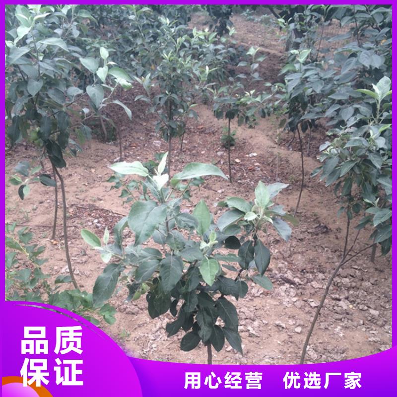 蘋果奶油草莓快速發(fā)貨