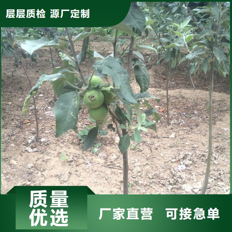 苹果苹果苗多种场景适用