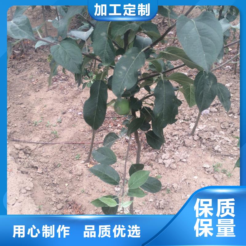 苹果,樱桃苗品质不将就