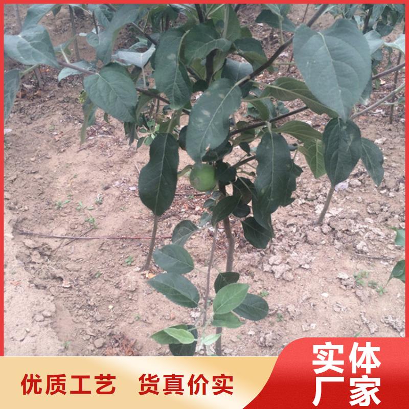 【蘋果】-桃樹苗快捷的物流配送